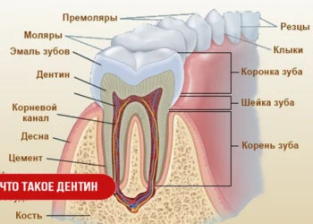 Что такое дентин