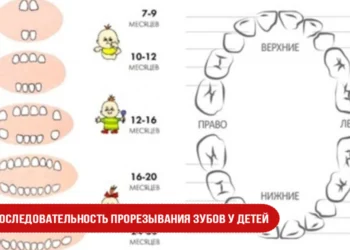 Последовательность прорезывания зубов у детей