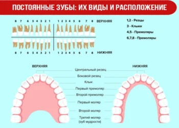 Постоянные зубы: их виды и расположение