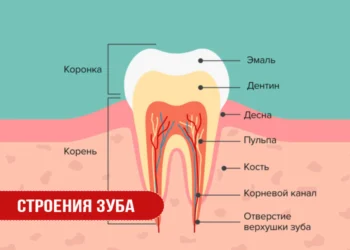 Строения зуба