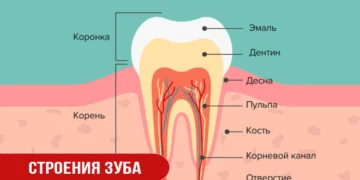 Строения зуба