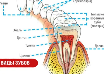 Виды зубов
